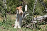 FOX TERRIER 368